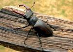 Lucanus Cervus