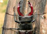Lucanus Cervus