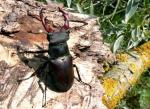 Lucanus Cervus