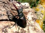 Lucanus Cervus