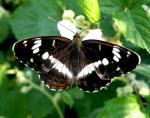 Limenitis Reducta
