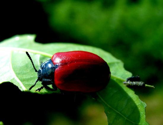 Chrysomela Populi