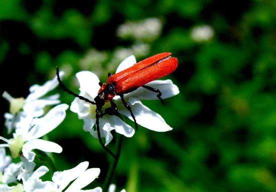 Lygistopterus Sanguineus