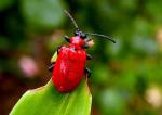Crioceris Lilii