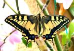 Papilio Machaon