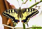 Papilio Machaon