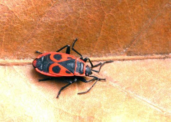 Pyrrhocoris Apterus