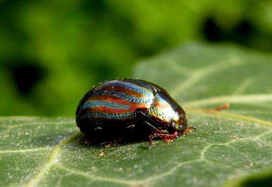 Chrysolina Americana