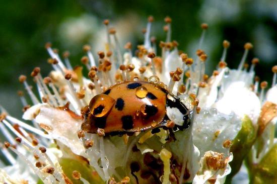 Harmonia Axyridis