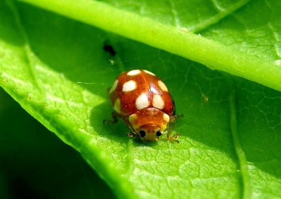 Vibidia Duodecimguttata