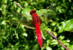 Sympetrum Sanguineum