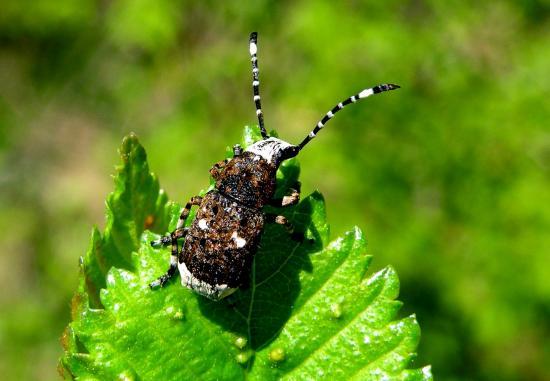 Platystomos Albinus