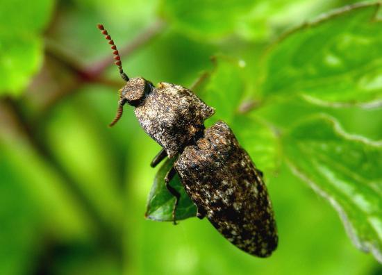 Agrypnus Murinus