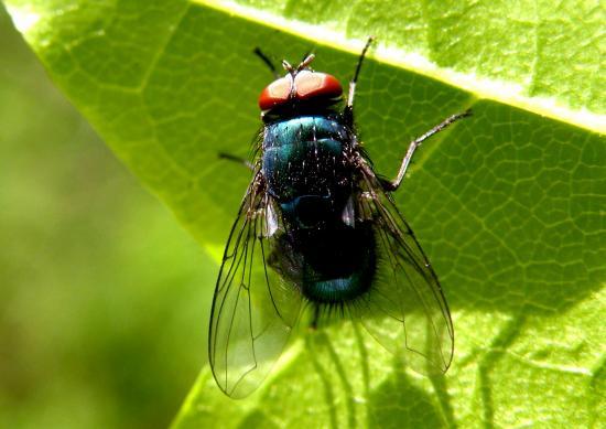 Lucila Sericata