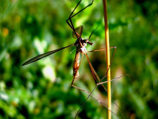 Tipula Paludosa