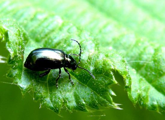 Altica Oleracera