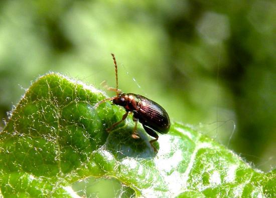 Crepidodera Fulvicornis