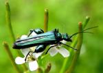Oedemera Nobilis