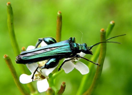 Oedemera Nobilis