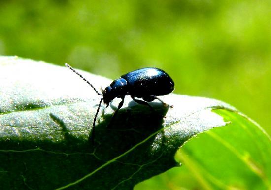 Altica Oleracera