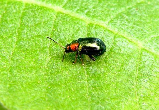 Crepidodera Aurata