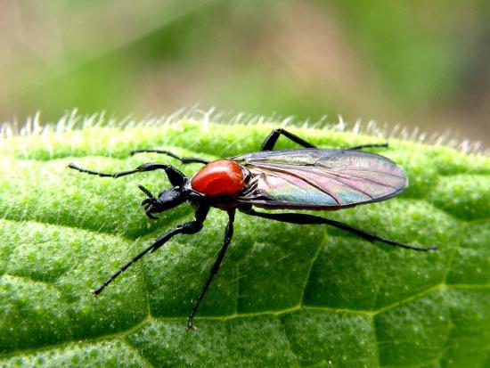 Bibio Hortulanus