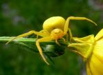 Misumena Vatia