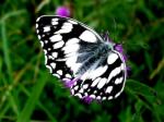 Melanargia Galathea