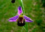 Ophrys Insectifera