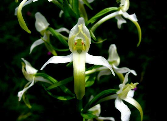 Platanthera Bifolia