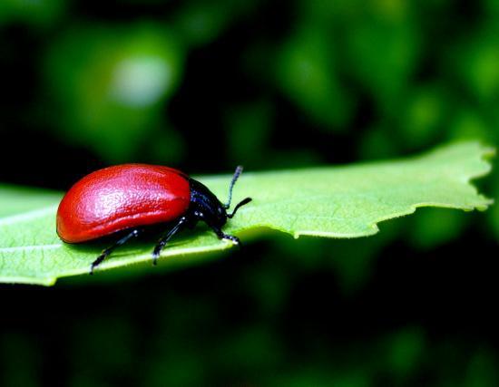 Chrysomela Populi