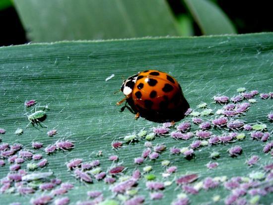 Harmonia Axyridis