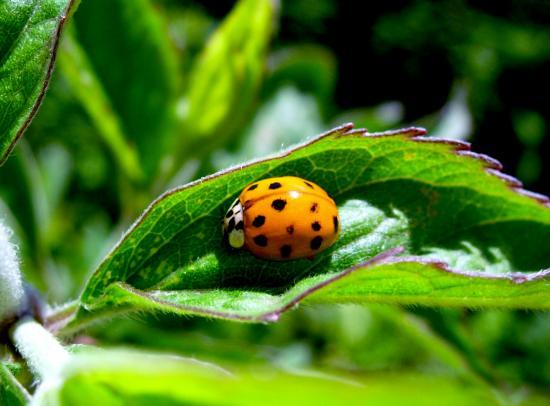 Harmonia Axyridis