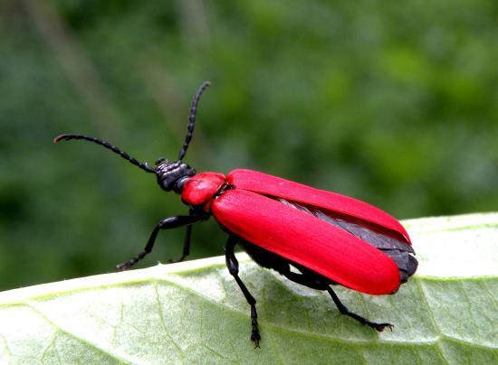 Pyrochroa Coccinea