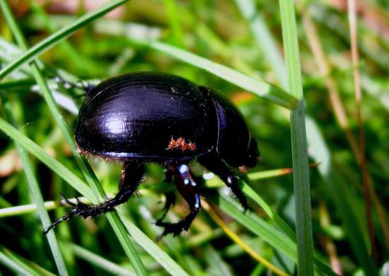 Geotrupes Stercoriarius