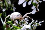 Misumena Vatia
