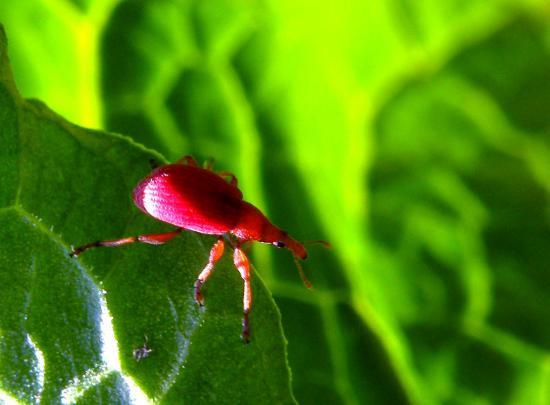 Ptosima Undecimmaculata