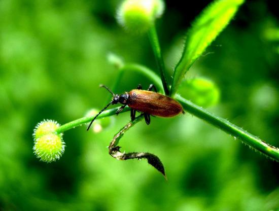 Lagria Atripes