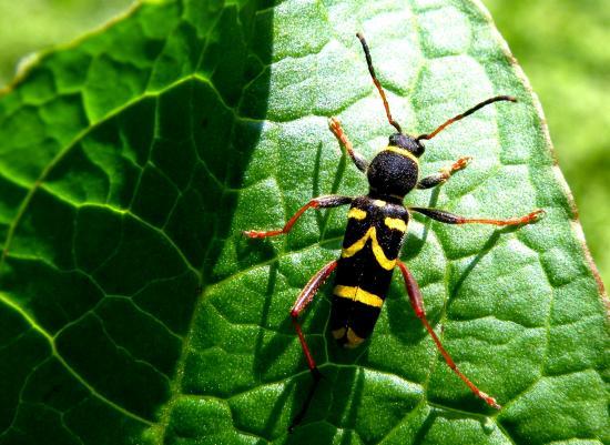 Clytus Arietis