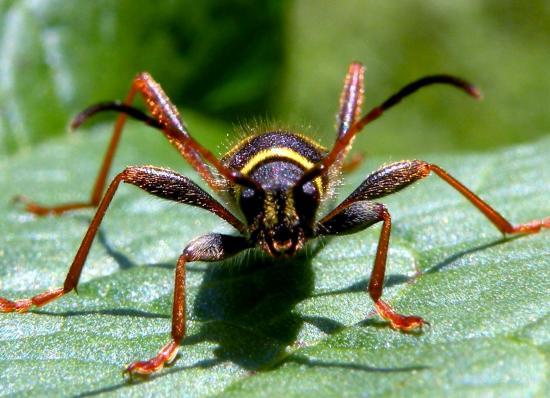 Clytus Arietis