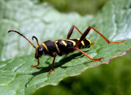 Clytus Arietis