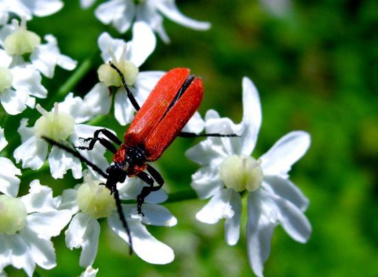 Lygistopterus Sanguineus