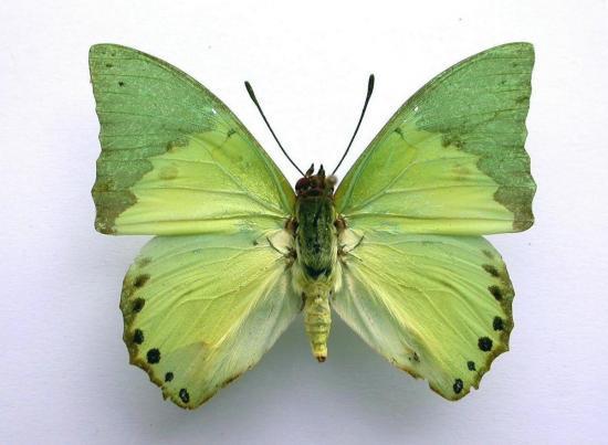 Charaxes Eupale