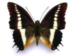 Charaxes Brutus