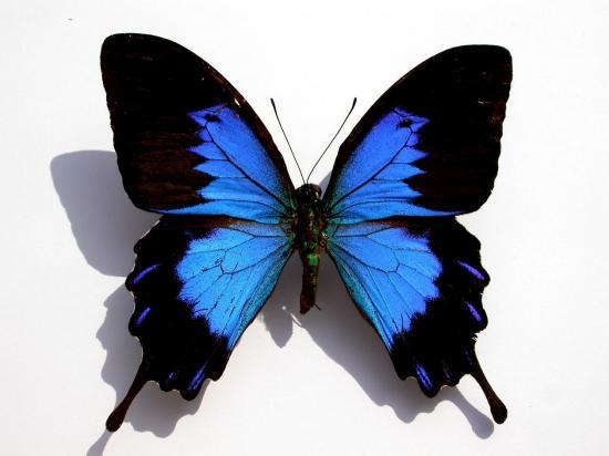 Papilio Ulysses