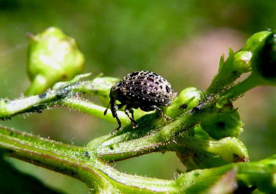 Cionus Scrophulariae