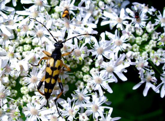 Ruptela Maculata