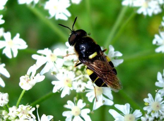 Stratiomys Potamida