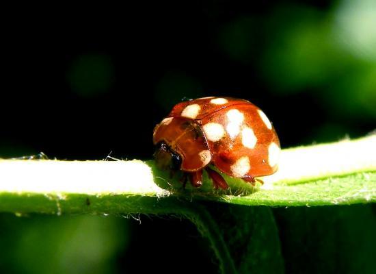 Vibidia Duodecimguttata