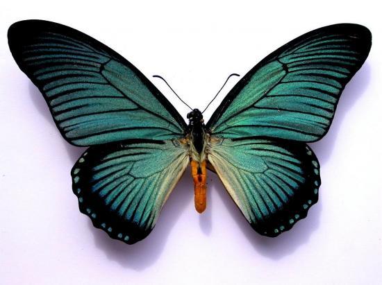Papilio Zalmoxis